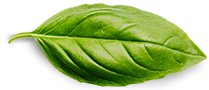الصفحة الرئيسية Basil Leaf